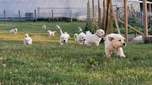 Nos chiens en liberté